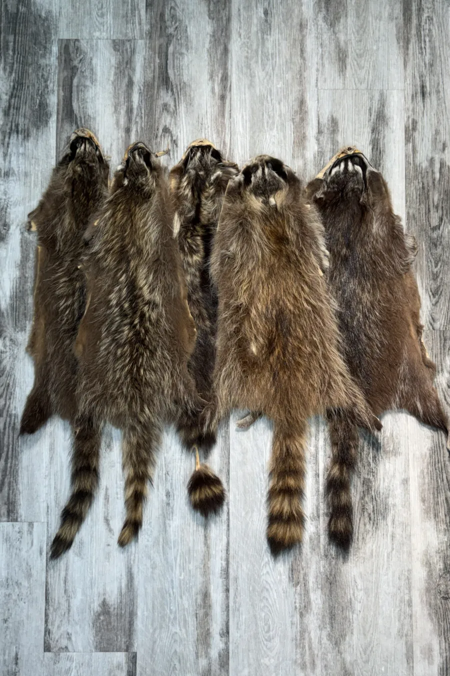 Raccoon 5