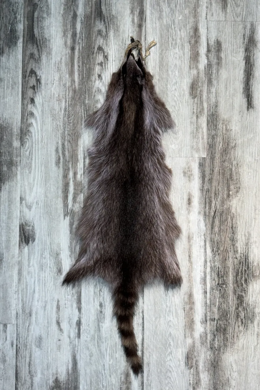 Raccoon violet 3