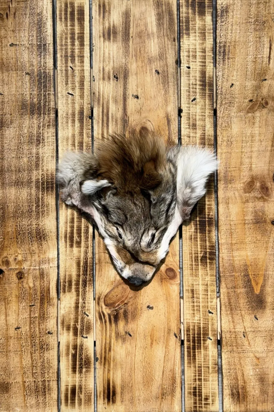 Tete de coyote 1