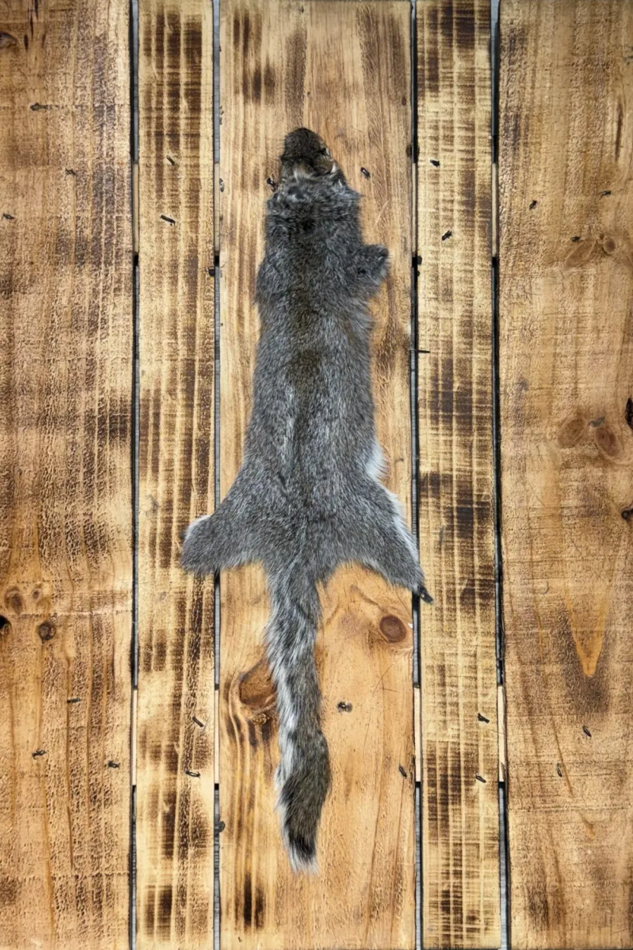 Écureuil gris 1