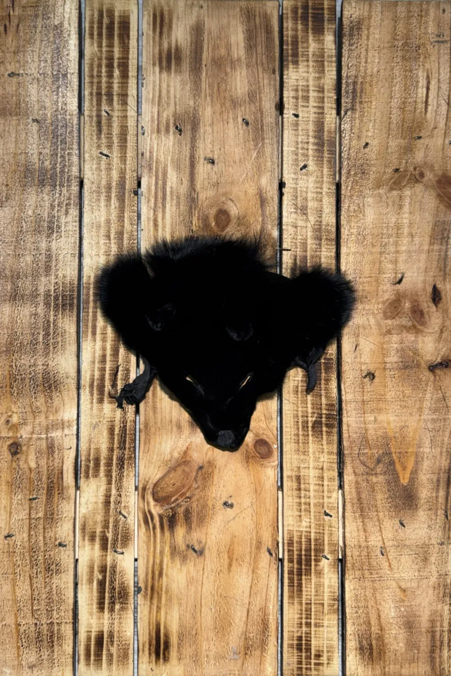 Tête r noir 1