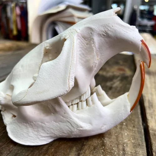 Crâne de castor| BILODEAU Canada