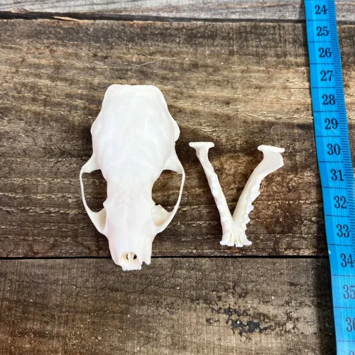 Crane blanchi - Vison de foret| BILODEAU Canada