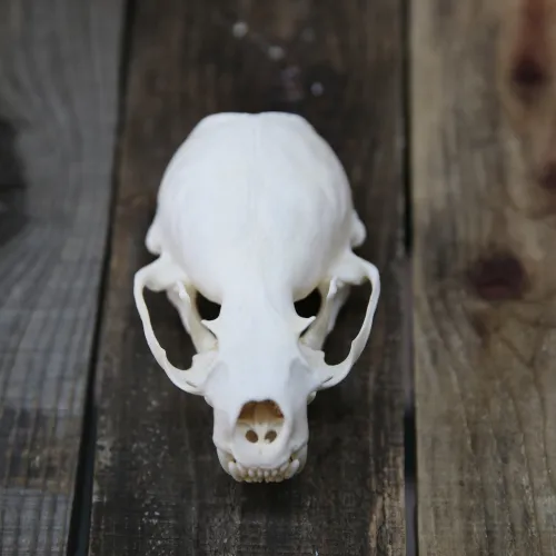 Crane blanchi - Loutre| BILODEAU Canada