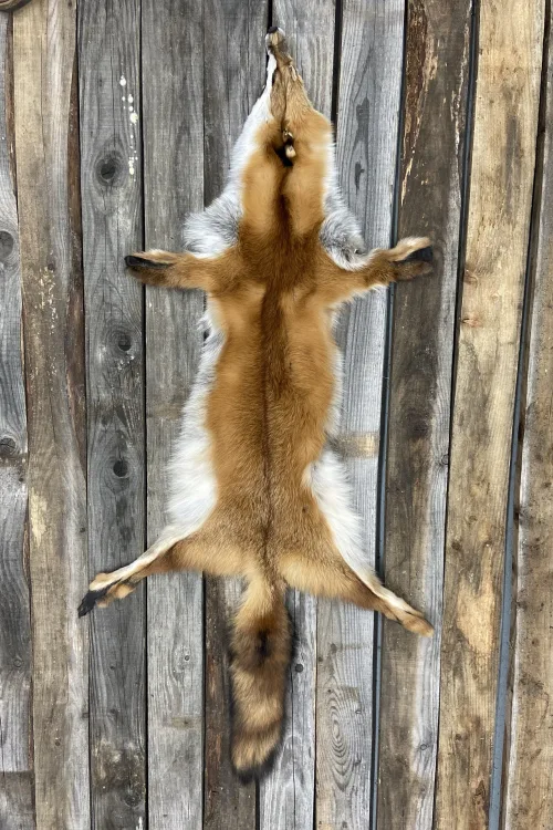 Peau de renard roux de forêt | Peaux apprêtées | BILODEAU Canada