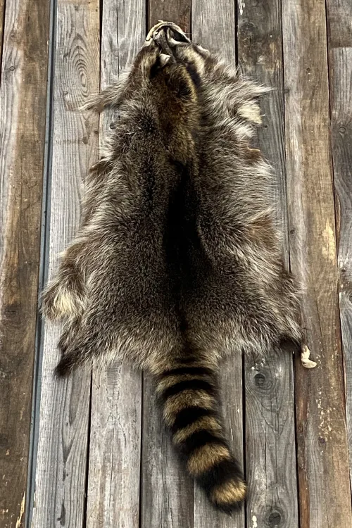 Peau de Raton Laveur | Peaux apprêtées | BILODEAU Canada