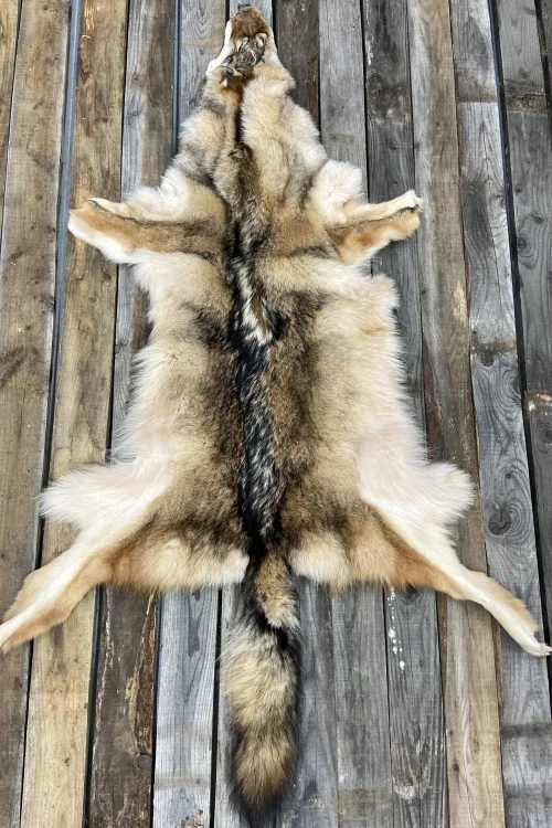 Eastern Coyote pelt | Dressed skins | BILODEAU Canada