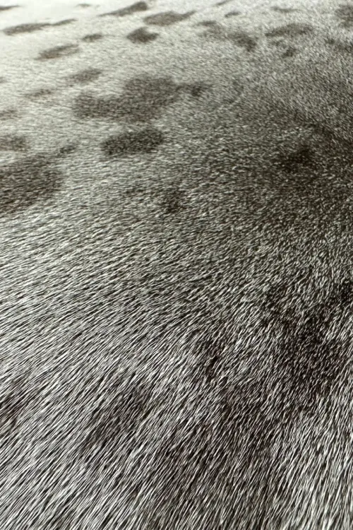 Seal skin | Dressed skins | BILODEAU Canada