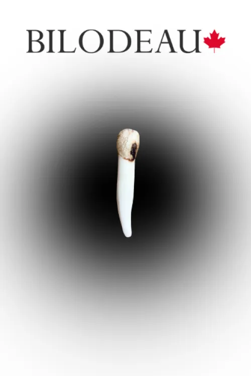 Dent d'Orignal | Dents & griffes | BILODEAU Canada