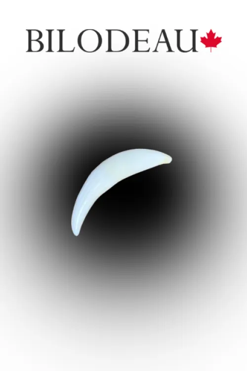 Fox tooth | Teeth & claws | BILODEAU Canada