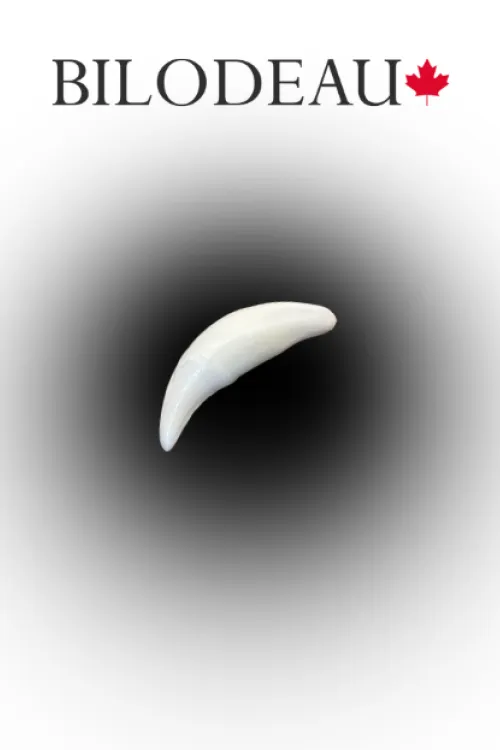 Wolf tooth | Teeth & claws | BILODEAU Canada