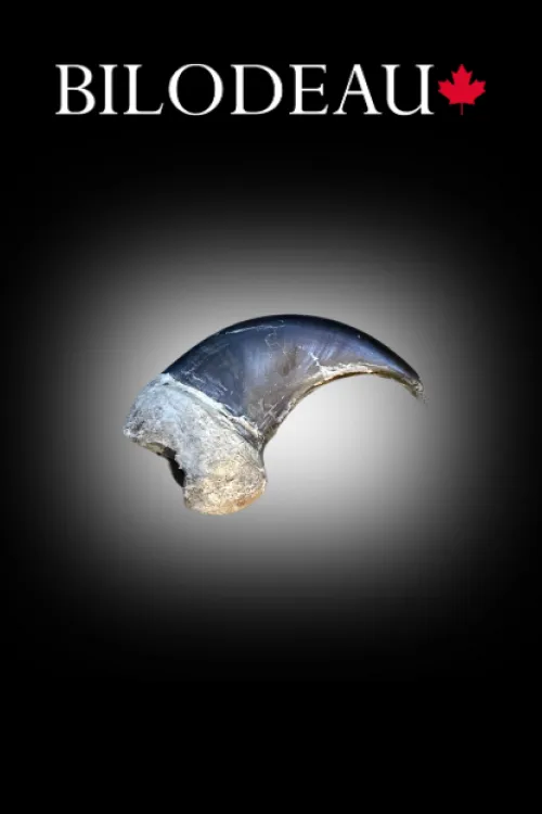 Griffe d'ours | Dents & griffes | BILODEAU Canada