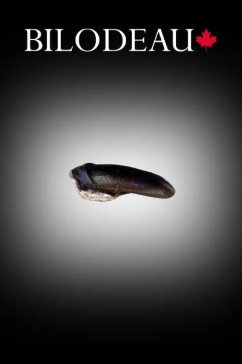 Griffe de Castor | Dents & griffes | BILODEAU Canada