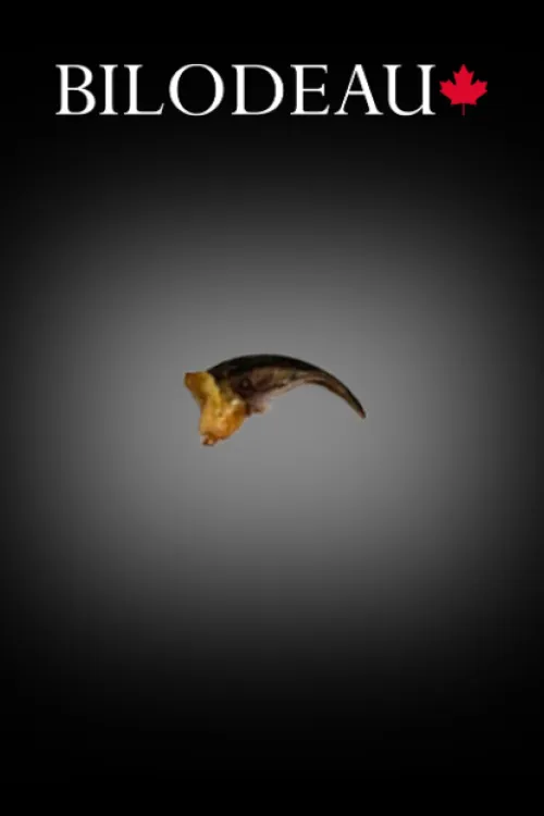 Griffe de Renard | Dents & griffes | BILODEAU Canada