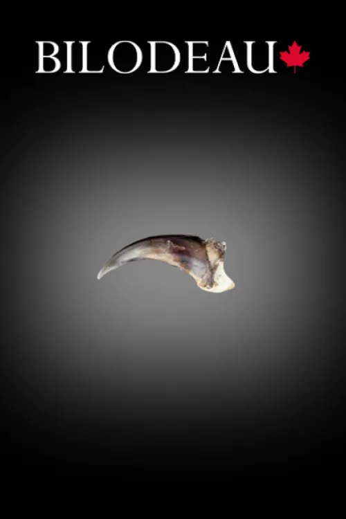 Griffe de Coyote | Dents & griffes | BILODEAU Canada