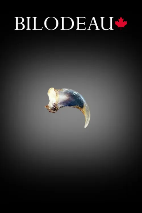 Griffe de Pékan | Dents & griffes | BILODEAU Canada