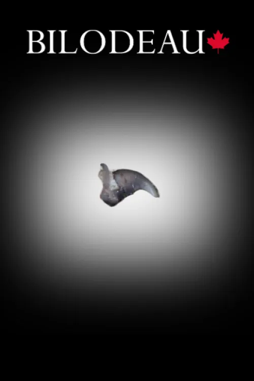 Griffe de Raton Laveur | Dents & griffes | BILODEAU Canada