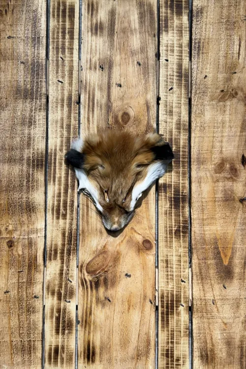 Red Fox Head | Fur scraps | BILODEAU Canada
