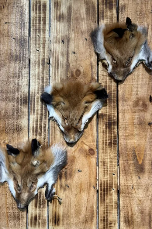 Red Fox Head | Fur scraps | BILODEAU Canada