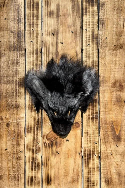 Silver Fox Head | Fur scraps | BILODEAU Canada