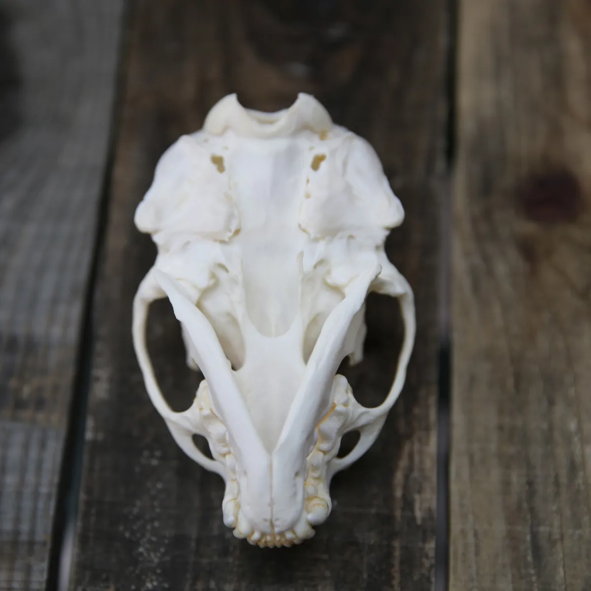 Crâne loutre Dessous